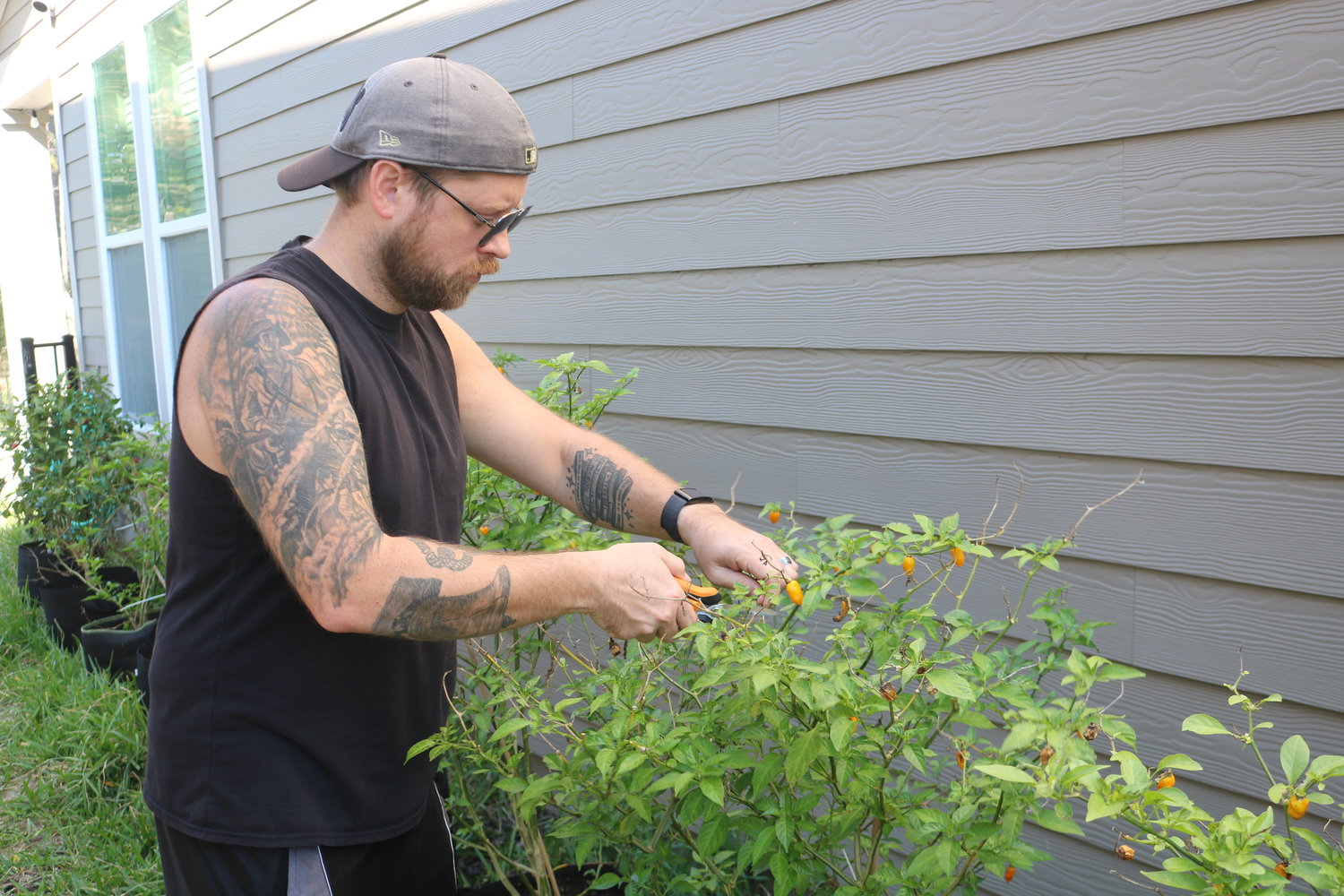 Dude Where’s My Sauce? creator Brett Kaminski tends to the pepper garden along the side of his house in Nocatee.